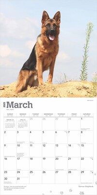 2025 BrownTrout German Shepherds 12" x 12" Monthly Square Wall Calendar (9781975477011)