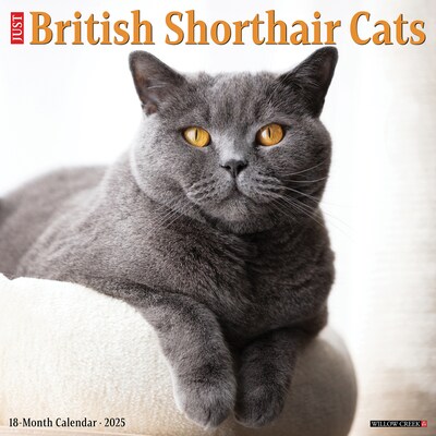 2025 Willow Creek British Shorthair Cats 12 x 12 Monthly Wall Calendar, Multicolor (41956)