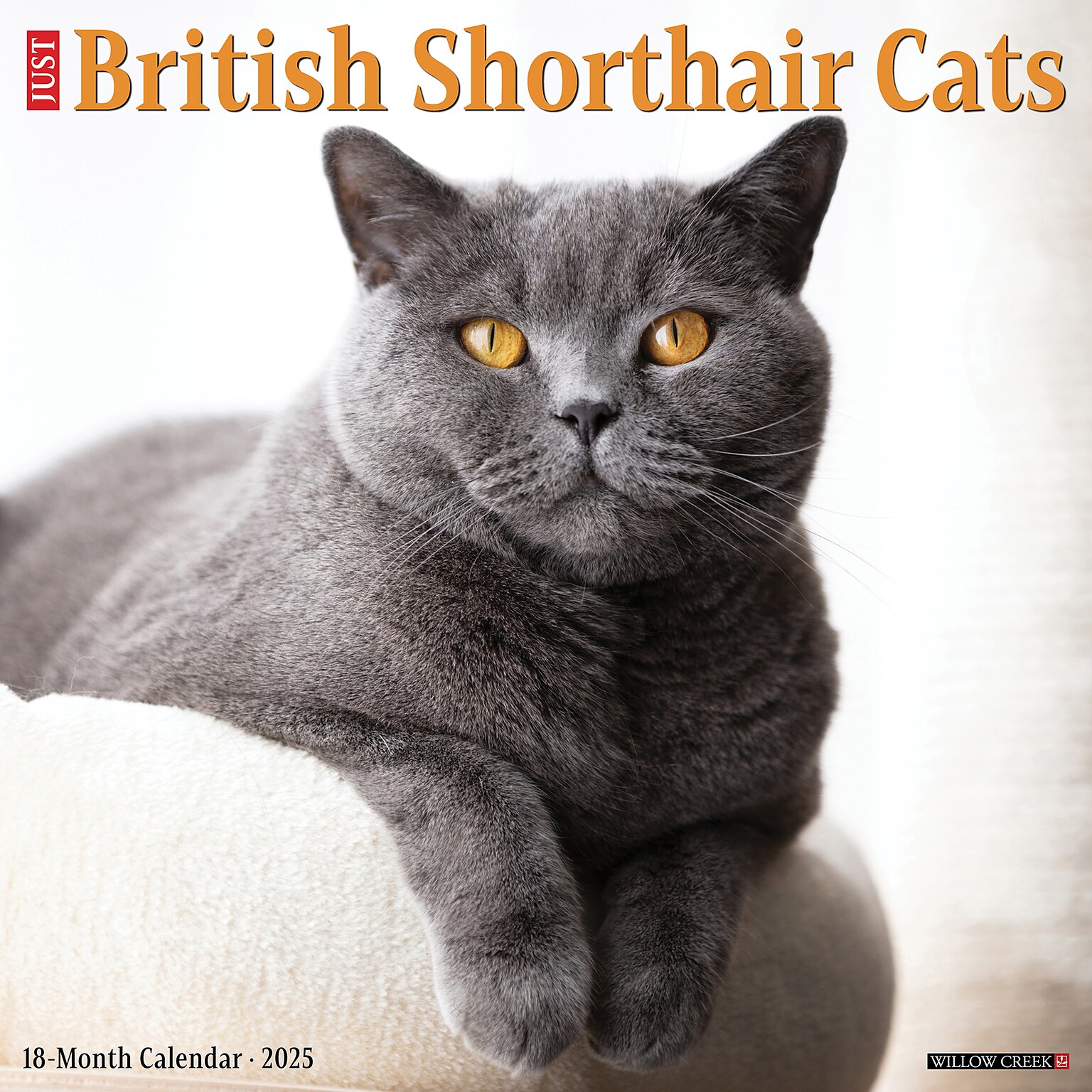 2025 Willow Creek British Shorthair Cats 12 x 12 Monthly Wall Calendar, Multicolor (41956)
