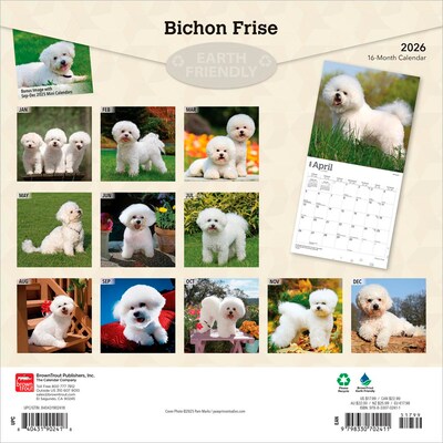 2026 BrownTrout Bichon Frise 12 x 12 Monthly Wall Calendar (9798330702411)
