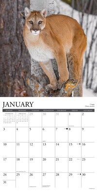 2027 Willow Creek Northwoods Wildlife  12" x 12" Monthly Wall Calendar (61541)