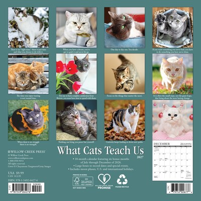 2027 Willow Creek What Cats Teach Us 7 x 7 Monthly Wall Calendar (64276)