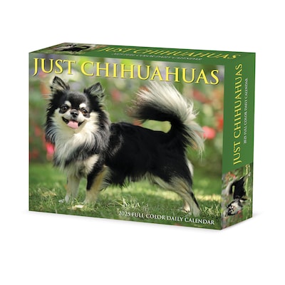 2025 Willow Creek Chihuahuas 6 x 5.5 Day-to-Day Calendar, Multicolor (40737)
