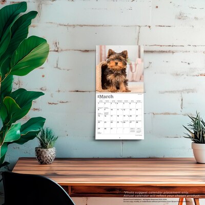 2026 BrownTrout Yorkshire Terrier Puppies 7" x 7" Monthly Wall Calendar (9798330706433)
