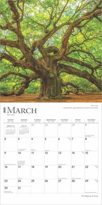 2025 BrownTrout The Majesty of Trees 12" x 12" Monthly Square Wall Calendar (9781975477394)