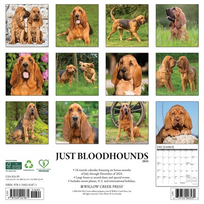2025 Willow Creek Just Bloodhounds 2025 Wall Calendar 12 x 12 (41871)