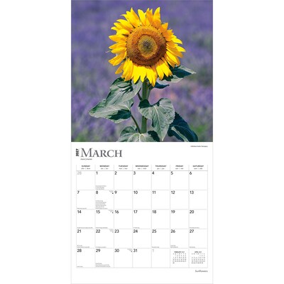 2027 BrownTrout Sunflowers 12" x 12" Monthly Wall Calendar (9798330711352)