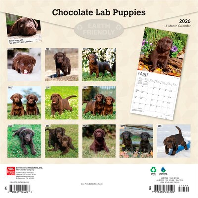 2026 BrownTrout Chocolate Labrador Retriever Puppies 12 x 12 Monthly Wall Calendar (9798330704200)