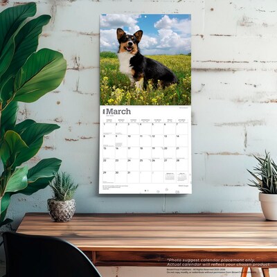 2026 BrownTrout Welsh Corgis 12" x 12" Monthly Wall Calendar (9798330706235)