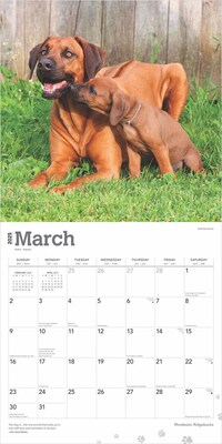 2025 BrownTrout Rhodesian Ridgebacks 12" x 24" Monthly Square Wall Calendar, (9781975477622)