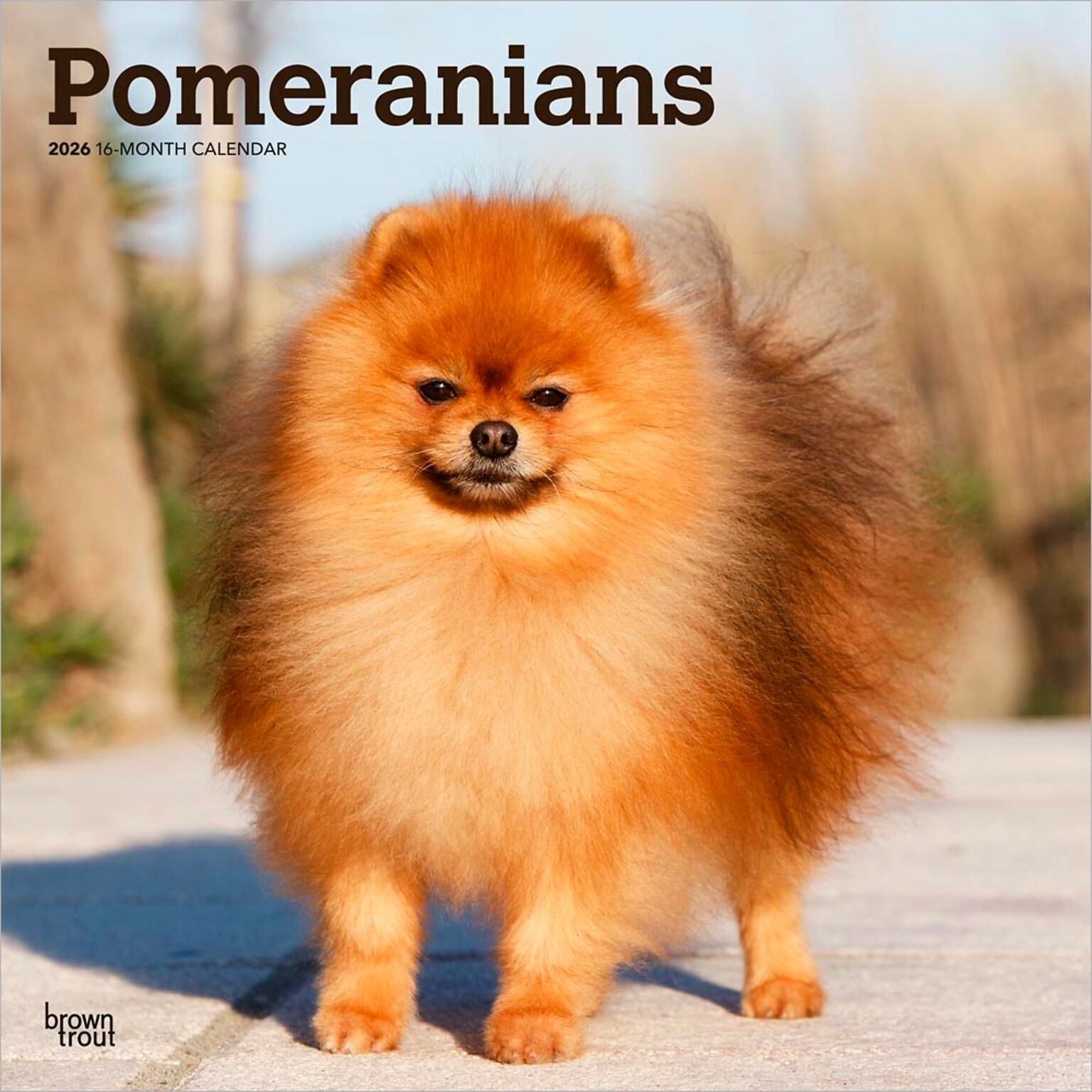 2026 BrownTrout Pomeranians 12 x 12 Monthly Wall Calendar (9798330705153)