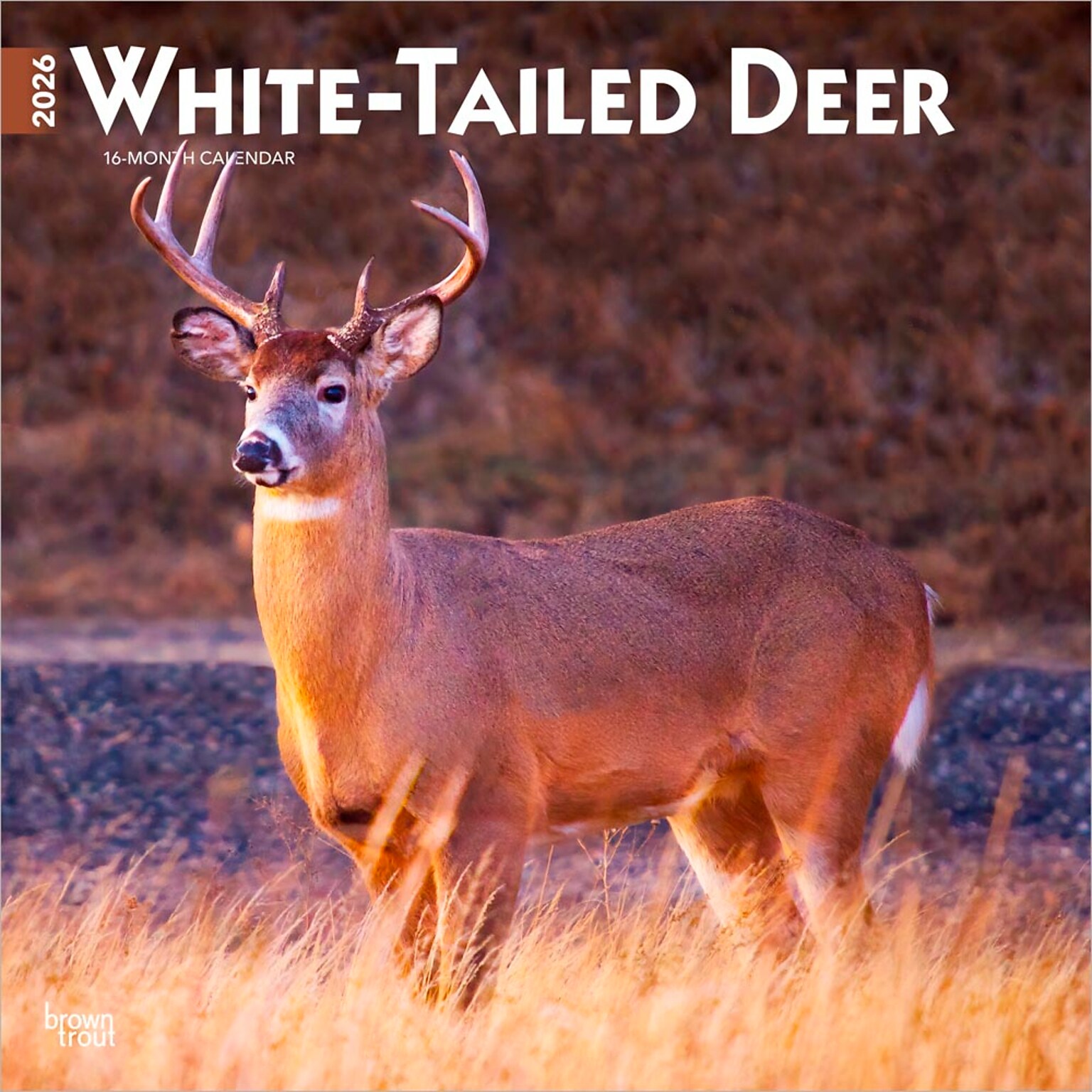 2026 BrownTrout White Tailed Deer 12 x 12 Monthly Wall Calendar (9798330706334)