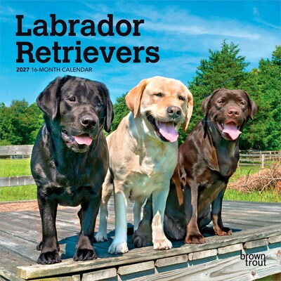 2027 BrownTrout Labrador Retrievers 7 x 7 Monthly Wall Calendar (9798330710034)