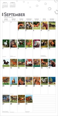 2026 BrownTrout 365 Days of Horses 12" x 12" Monthly Wall Calendar (9798330703760)
