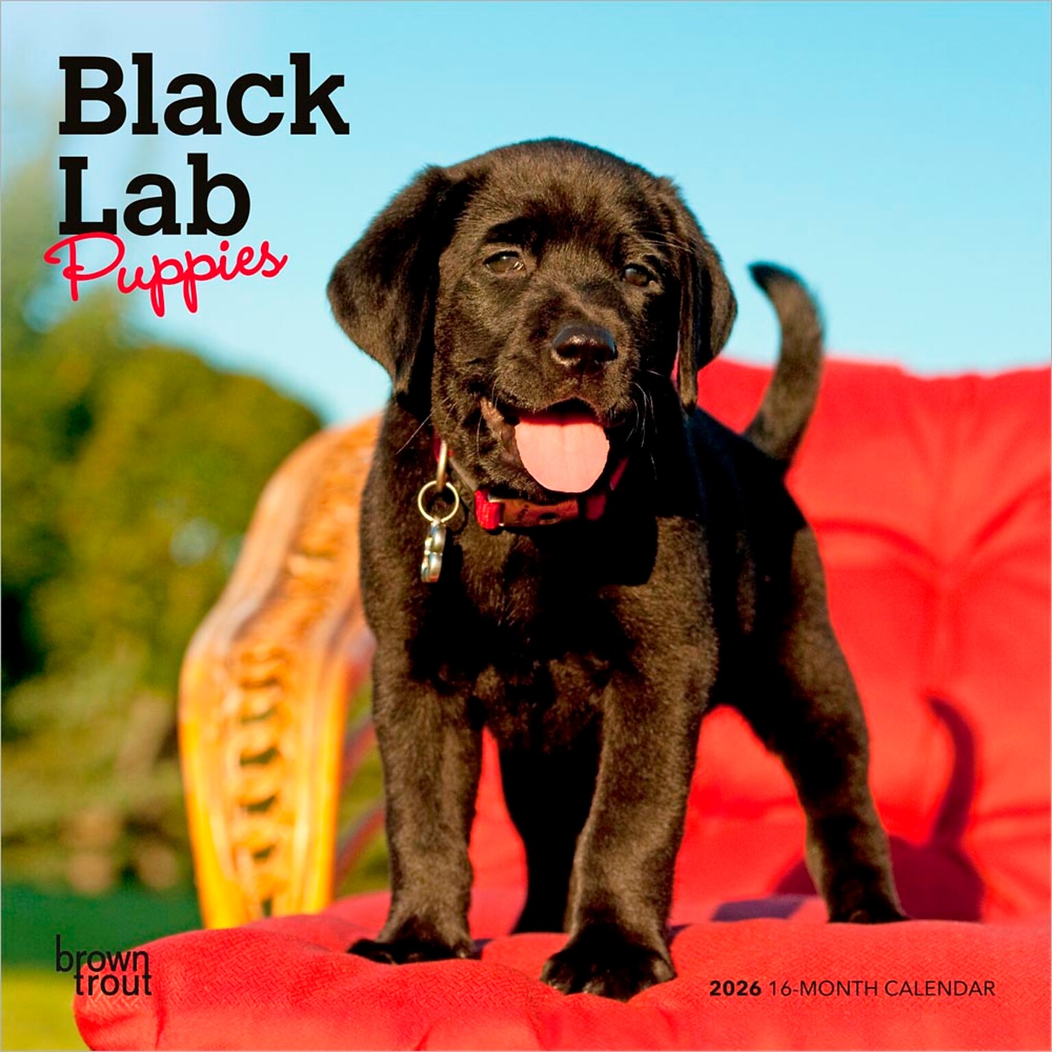 2026 BrownTrout Black Labrador Retriever Puppies 7 x 7 Monthly Wall Calendar (9798330704187)