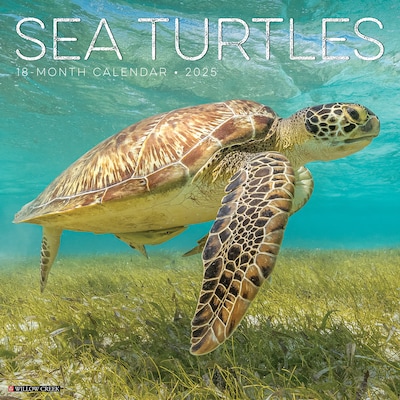 2025 Willow Creek Sea Turtles 12 x 12 Monthly Wall Calendar (44780)