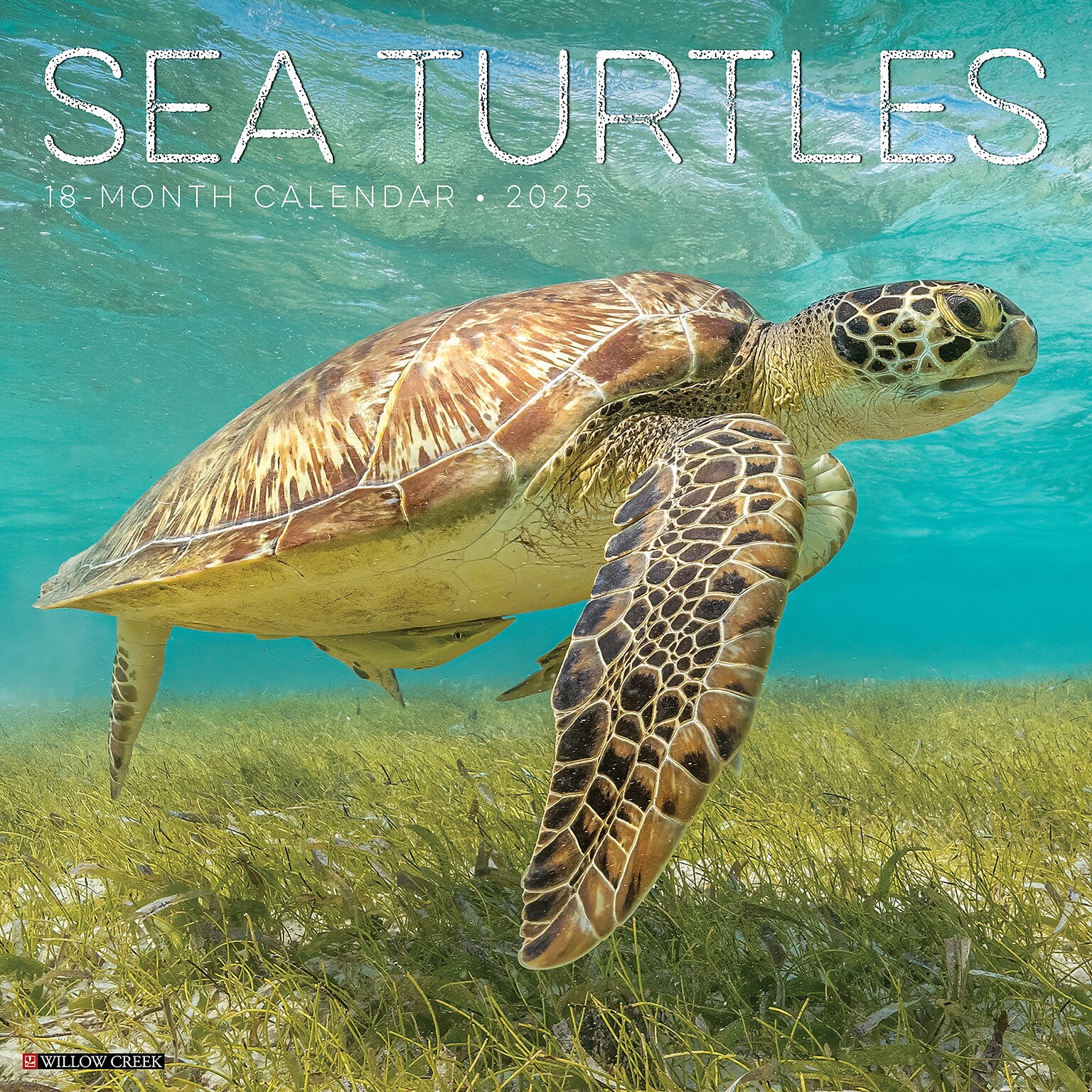 2025 Willow Creek Sea Turtles 12 x 12 Monthly Wall Calendar (44780)