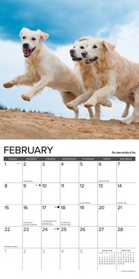 2026 Willow Creek What Goldens Teach Us 12" x 12" Monthly Wall Calendar (53188)