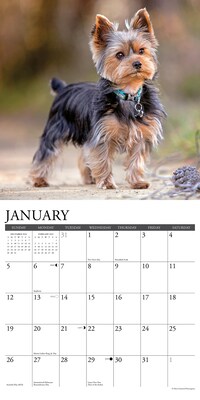 2025 Willow Creek Just Yorkies 12" x 12" Monthly Wall Calendar (45558)