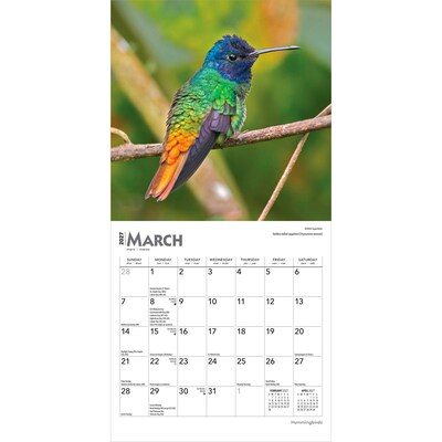 2027 BrownTrout Hummingbirds 7" x 7" Monthly Wall Calendar (9798330709830)
