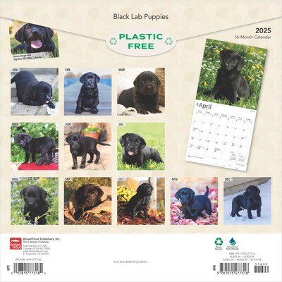 2025 BrownTrout Black Labrador Retriever Puppies 12 x 12 Monthly Wall Calendar (9781975477318)