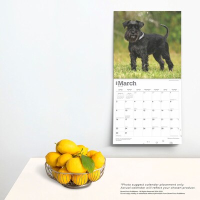 2025 BrownTrout ature Schnauzers 12" x 12" Monthly  Wall Calendar (9781975477684)