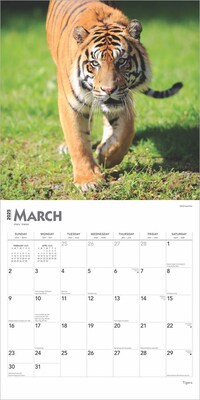 2025 BrownTrout Tigers 12" x 12" Monthly Square Wall Calendar (9781975475819)