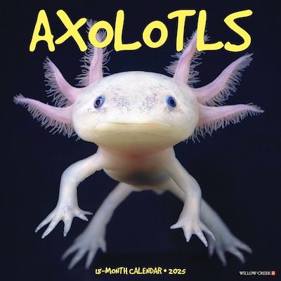 2025 Willow Creek Axolotls 12 x 12 Monthly Wall Calendar (41512)