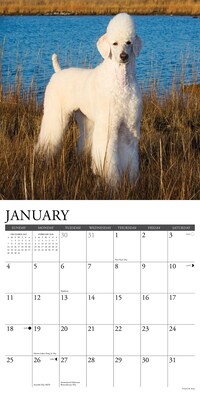 2026 Willow Creek Poodles 12" x 12" Monthly Wall Calendar (52440)