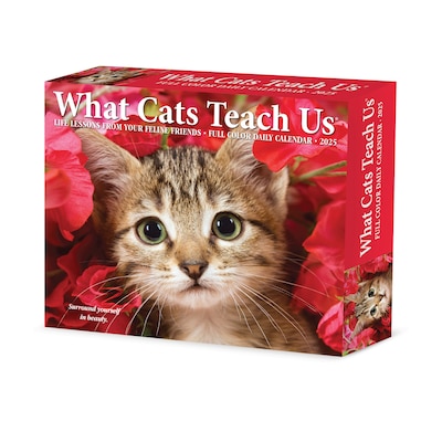 2025 Willow Creek What Cats Teach Us 6 x 5.5 Day-to-Day Calendar (41109)