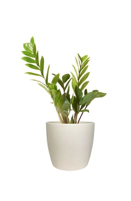Desk Plants ZZ Plant in a Cream Large Harlow pot (ZZLHC)