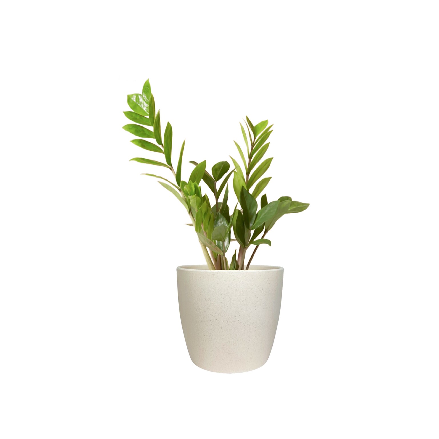 Desk Plants ZZ Plant in a Cream Large Harlow pot (ZZLHC)