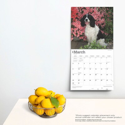 2025 BrownTrout English Springer Spaniels 12" x 12" Monthly Wall Calendar (9781975476960)