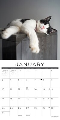 2027 Willow Creek Naptime: A Cat's Favorite Pastime 12" x 12" Monthly Wall Calendar (61404)