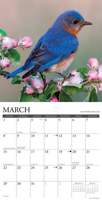2026 Willow Creek Backyard Birds 12" x 12" Monthly Wall Calendar (50026X)