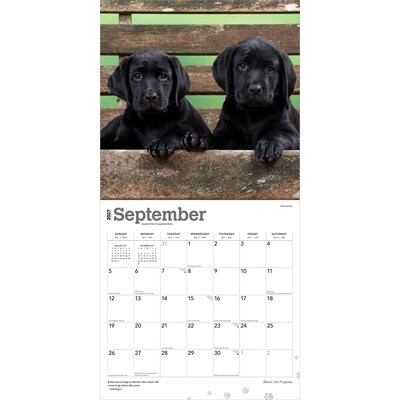 2027 BrownTrout Black Labrador Retriever Puppies 12" x 12" Monthly Wall Calendar (9798330712526)