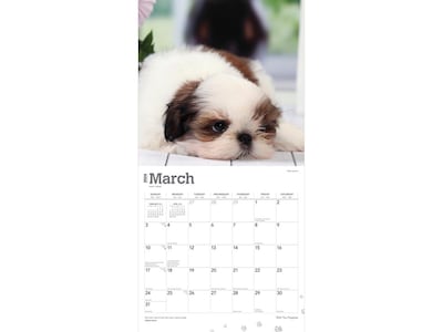 2024 BrownTrout Shih Tzu Puppies 12 x 12 Monthly Wall Calendar (9781975465049)