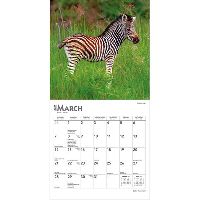 2027 BrownTrout Baby Animals 7" x 7" Monthly Wall Calendar, Assorted Colors (9798330709755)