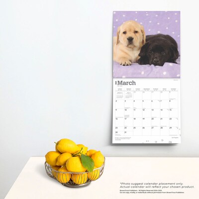 2025 BrownTrout Labrador Retriever Puppies 12" x 12" Monthly Wall Calendar (9781975477301)