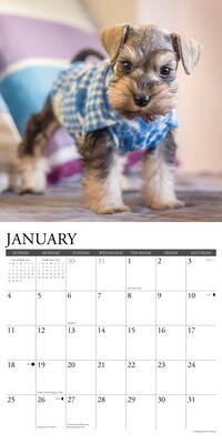 2026 Willow Creek Schnauzer Puppies 12" x 12" Monthly Wall Calendar (52679)
