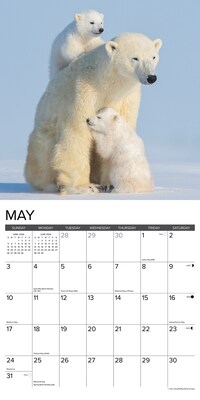 2026 Willow Creek Polar Bears 12" x 12" Monthly Wall Calendar (56059)