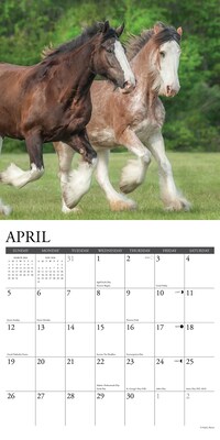 2026 Willow Creek Clydesdales 12" x 12" Monthly Wall Calendar (55373)