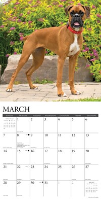 2027 Willow Creek Boxers 12" x 12" Monthly Wall Calendar, Assorted Colors (59326)
