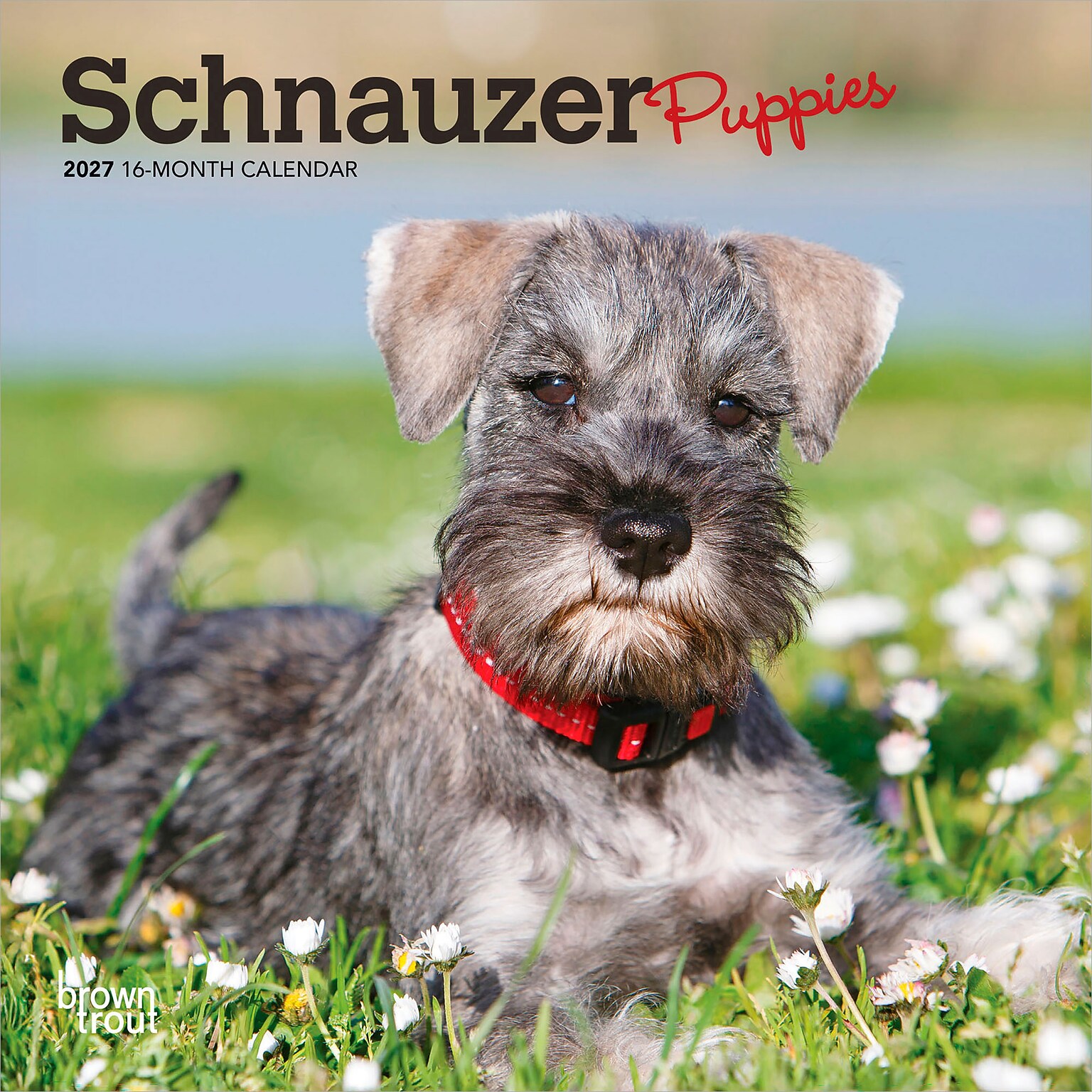 2027 BrownTrout Schnauzer Puppies 7 x 7 Monthly Wall Calendar (9798330710072)
