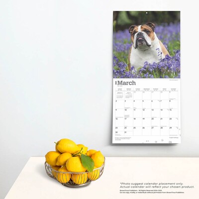 2025 BrownTrout English Bulldogs 12" x 12" Monthly Wall Calendar (9781975476755)