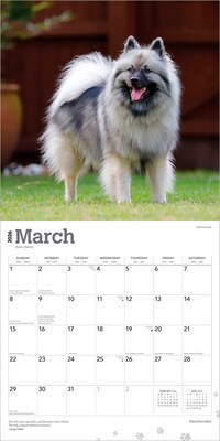 2026 BrownTrout Keeshonden 12" x 12" Monthly Wall Calendar (9798330704033)
