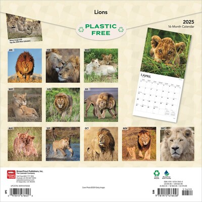 2025 BrownTrout Lions 12 x 12 Monthly Wall Calendar (9781975476458)