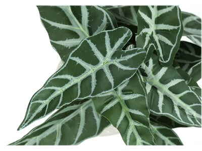 Monarch Specialties Inc. Alocasias in Pots, 2/Pack (I 9582)