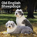2023 BrownTrout Old English Sheepdogs 12 x 12 Monthly Wall Calendar (9781975452438)
