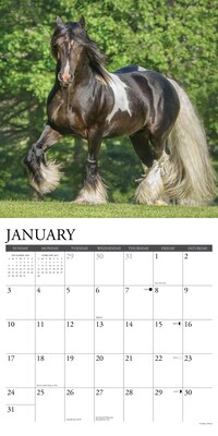 2027 Willow Creek Gypsy Vanner Horse  12" x 12" Monthly Wall Calendar (60599)